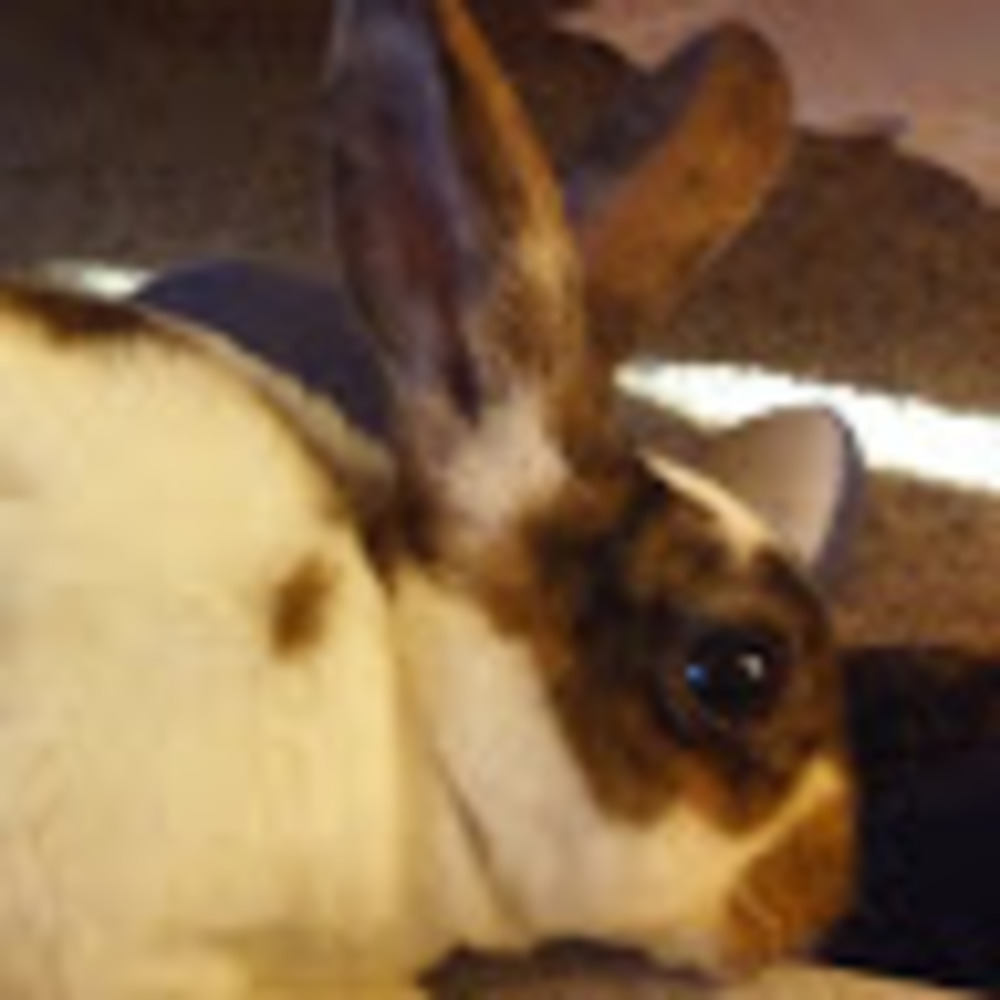 Meet your Posher, Joane